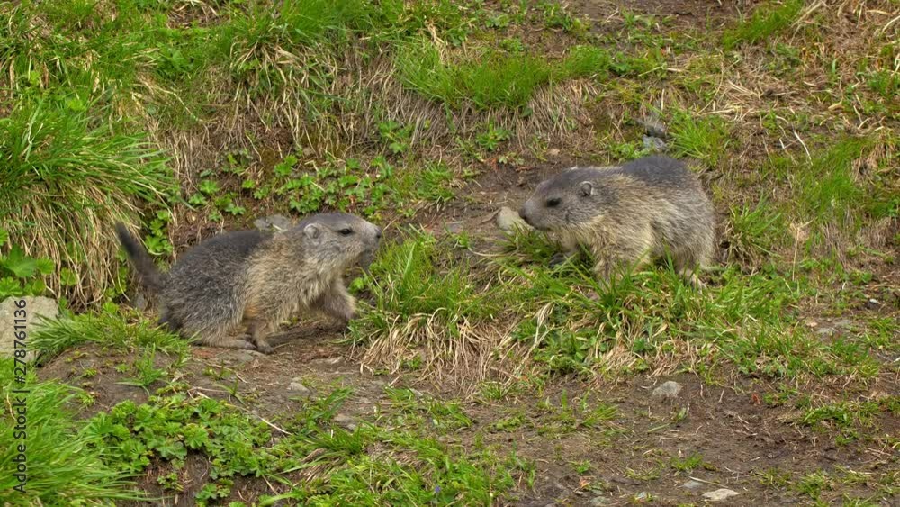 Juvenile alpine marmot (Marmota marmota) fighting Juvenile alpine marmot (Marmota marmota) fighting