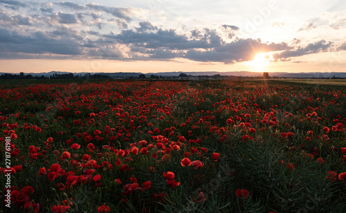 Mohnfeld  Abendsonne