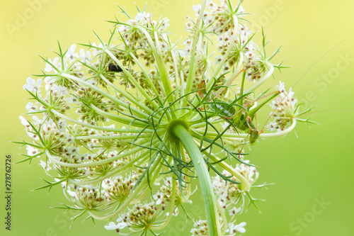 Grasshopper Short-winged Conehead Conocephalus dorsalis camouflaged in meadow flower-closeup photo