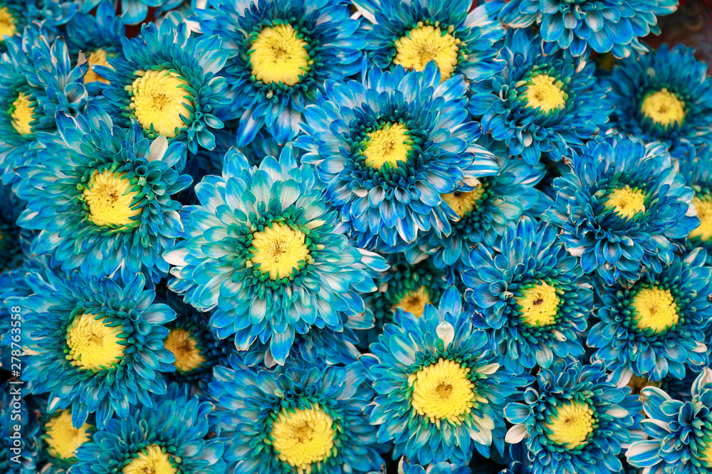 blue flower background for create editing content Stock Photo | Adobe Stock