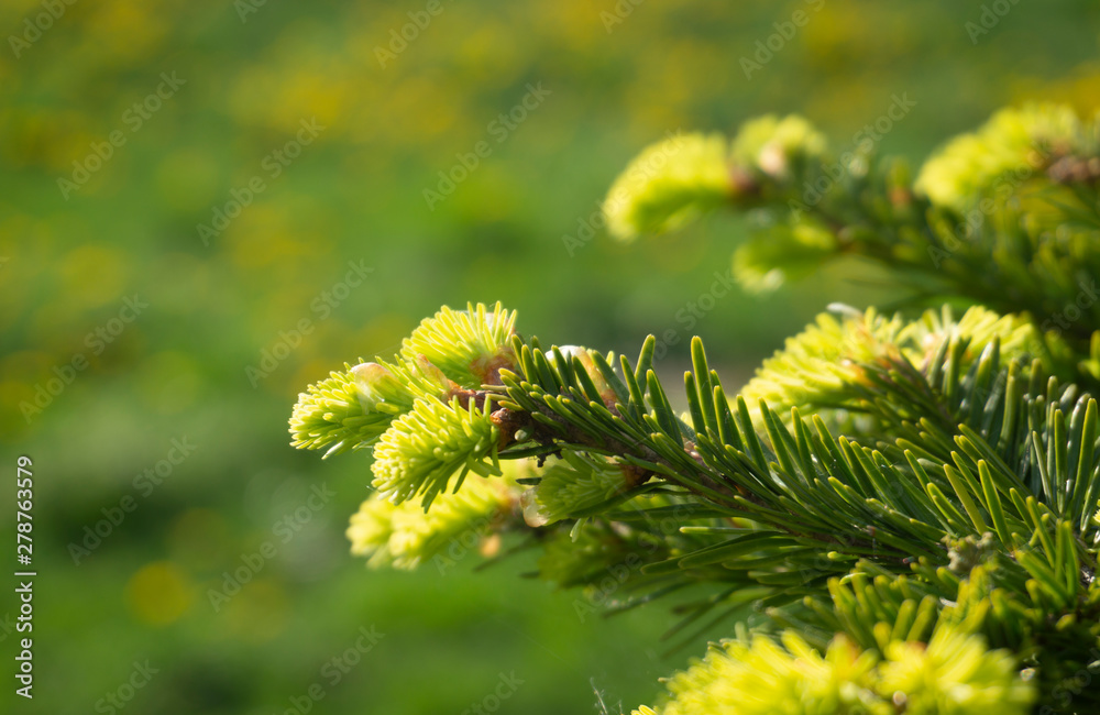 Fresh green needles on a conifer in spring Fresh green needles on a conifer in spring