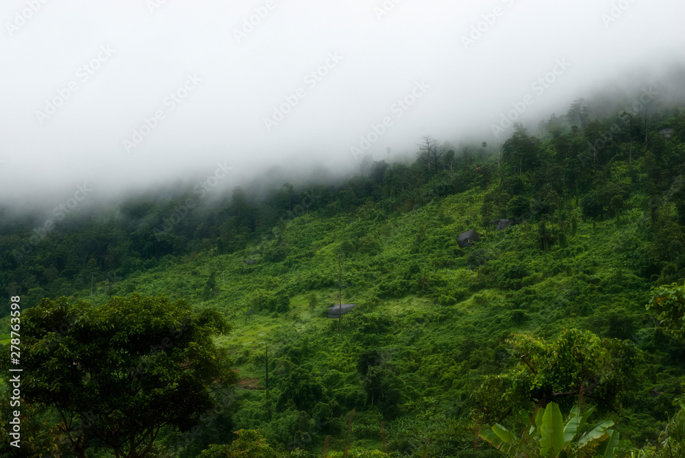 Landscape of forest Landscape of forest