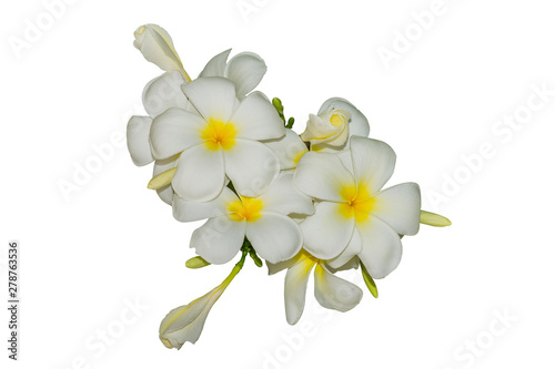 Beautiful frangipani flowers on a white background