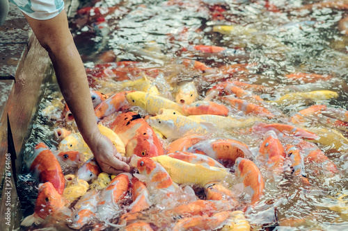 Woman feeding food to fancy carp fish by hand in the japanese pond.