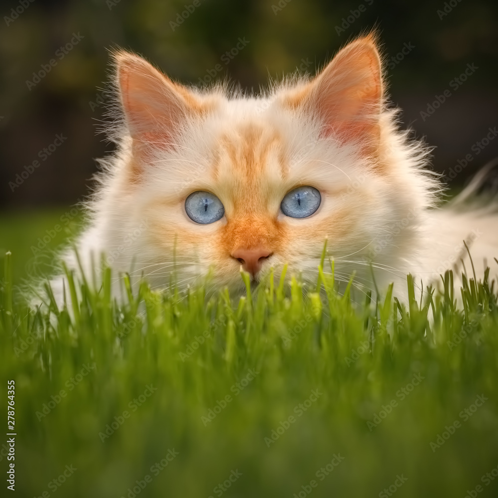 Birma Katze liegt im grünen Gras