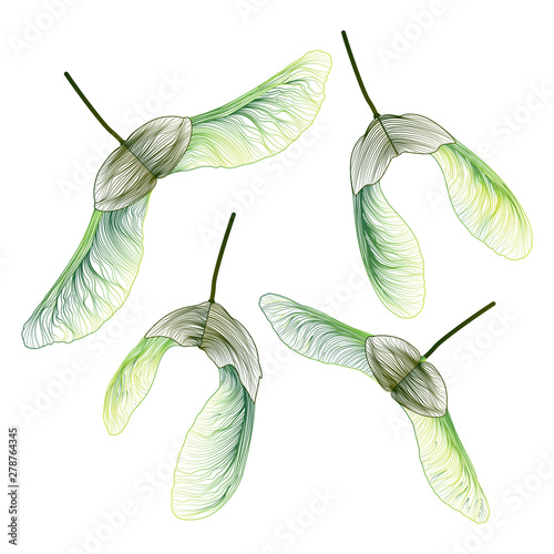 Set maple seed isolated. Vector illustration. 