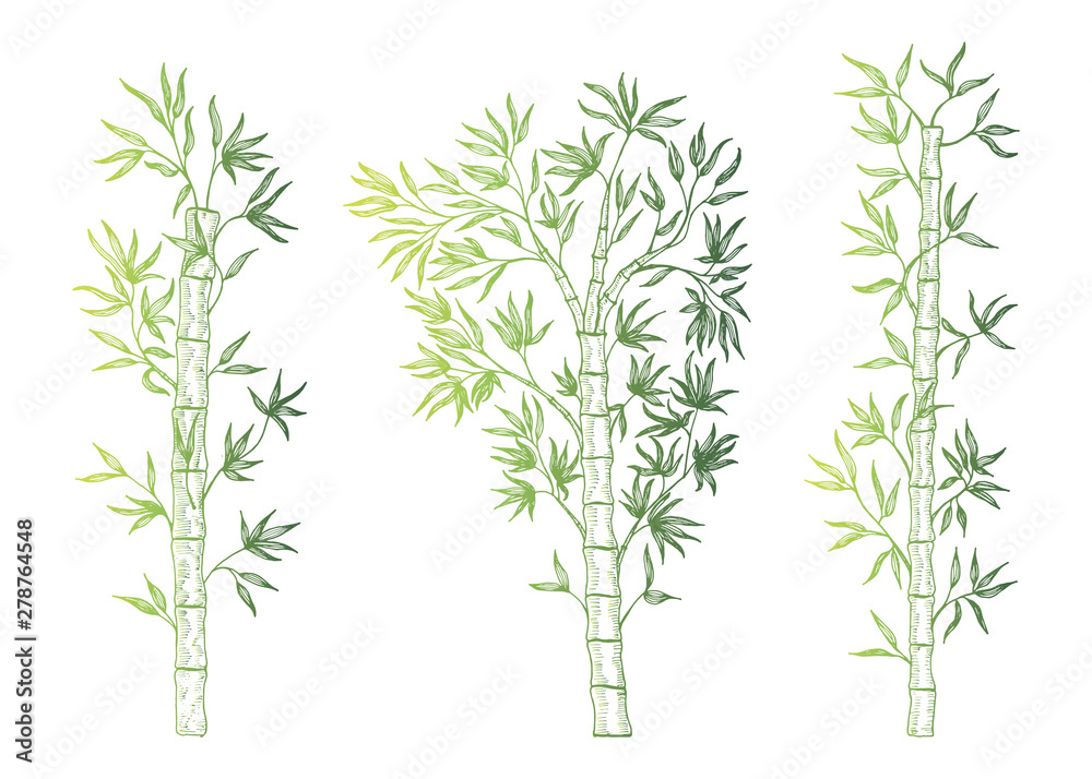Set bamboo branch isolated. Vector illustration.