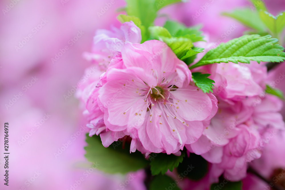 pink Sakura flowers on the side of the frame close-up pink Sakura flowers on the side of the frame close-up