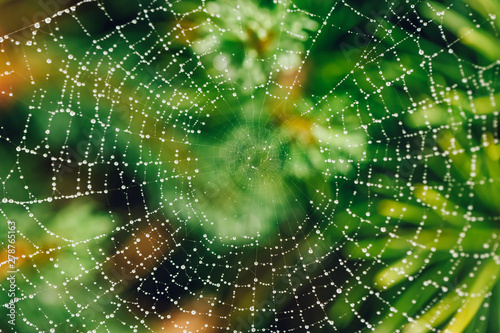 Spider web with raindrops in green plant
