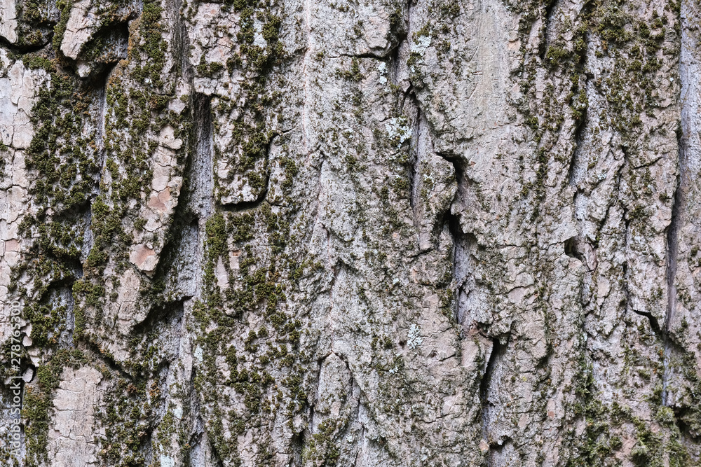 Background from the bark Background from the bark