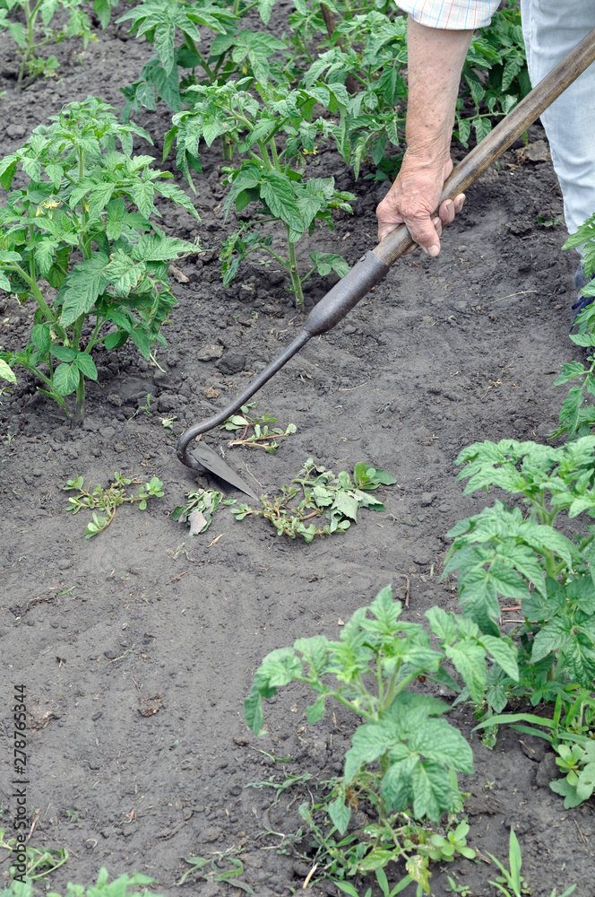 gardener pull up weeds with a hoe in the tomato plantation in the vegetable garden gardener pull up weeds with a hoe in the tomato plantation in the vegetable garden