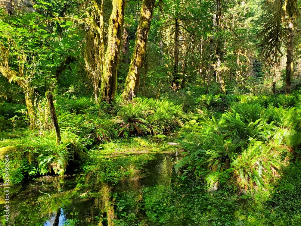 Hoh Rain Forest, located near the Olympic Peninsula in western Washington State, North America. Hall of Mosses trail, American National Park. Protected Rain Forest with Giant Trees