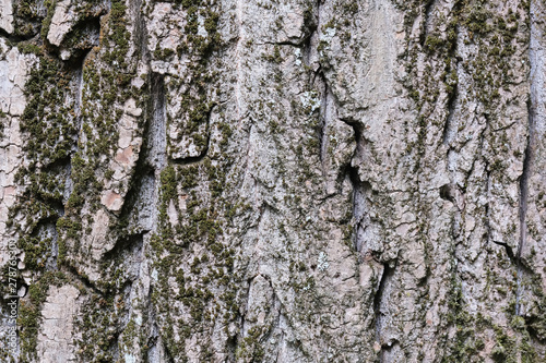 Background from the bark