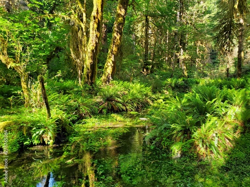 Hoh Rain Forest, located near the Olympic Peninsula in western Washington State, North America. Hall of Mosses trail, American National Park. Protected Rain Forest with Giant Trees © Cedar