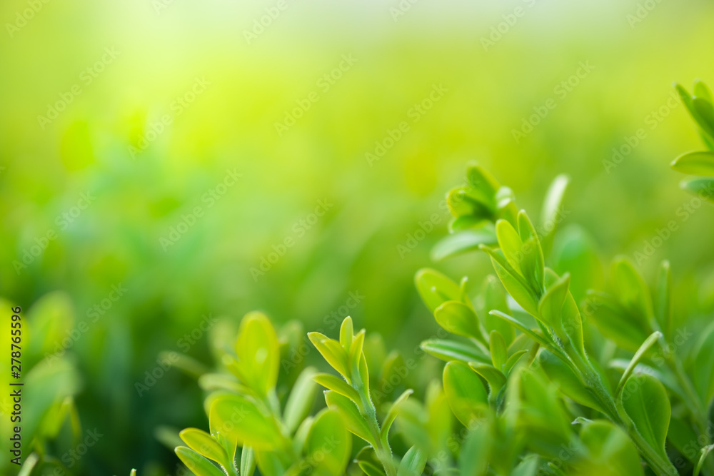 Closeup beautiful view of nature green leaf on greenery blurred background with sunlight and copy space. It is use for natural ecology summer background and fresh wallpaper concept. Closeup beautiful view of nature green leaf on greenery blurred background with sunlight and copy space. It is use for natural ecology summer background and fresh wallpaper concept.