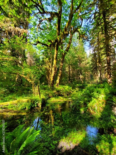 Hoh Rain Forest  located near the Olympic Peninsula in western Washington State  North America. Hall of Mosses trail  American National Park. Protected Rain Forest with Giant Trees