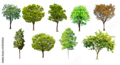 Isolated of tree collection on white background and clipping path for ecology decoration website and magazine.- Image.