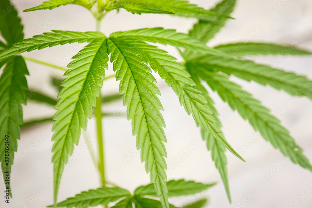 Cannabis leaf for health care remedy use with people Cannabis leaf for health care remedy use with people