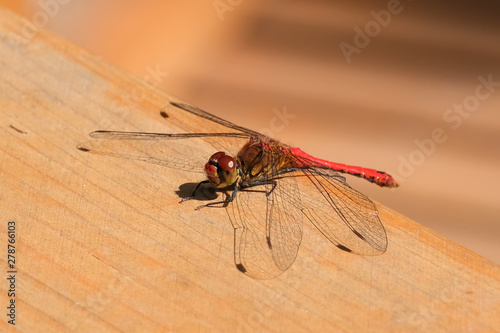 Dragonfly close up sitting resting