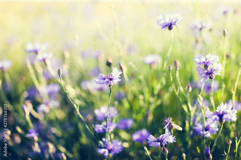 Cornflowers on grassy meadow at sunset. Cornflowers on grassy meadow at sunset.