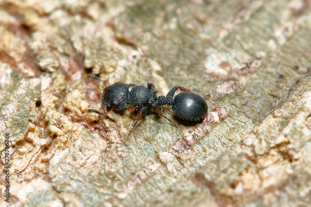 Tree ant (Cataulacus granulatus) on tree trunk background (taken from Thailand, Southeast Asia)