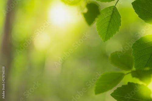 Closeup beautiful view of nature green leaf on greenery blurred background with sunlight and copy space. It is use for natural ecology summer background and fresh wallpaper concept.