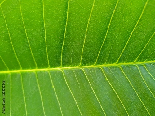 line on leaf in light green of apocynaceae