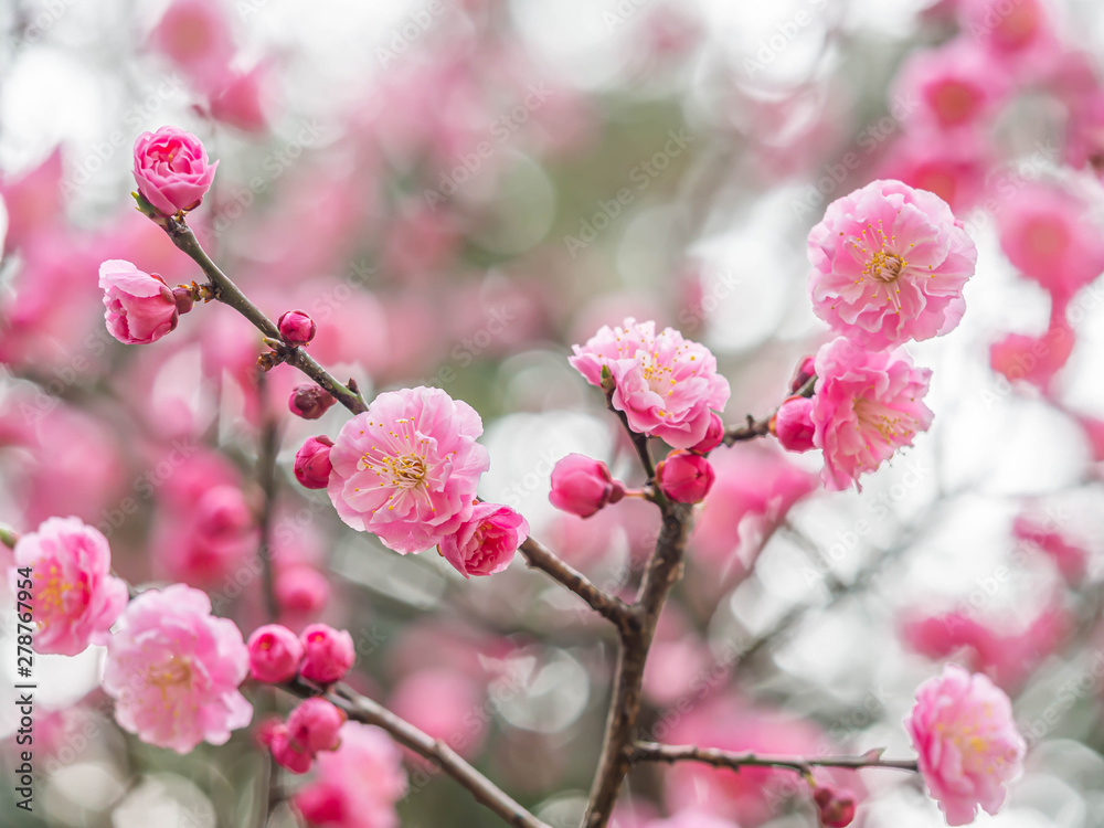 Closeup of blooming vibrant pink Sakura flower and bokeh blurry background in cherry blossom season. Closeup of blooming vibrant pink Sakura flower and bokeh blurry background in cherry blossom season.