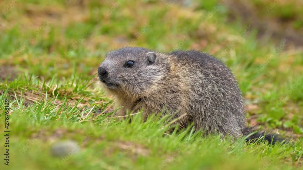 Alpine marmot (Marmota marmota) eating Alpine marmot (Marmota marmota) eating
