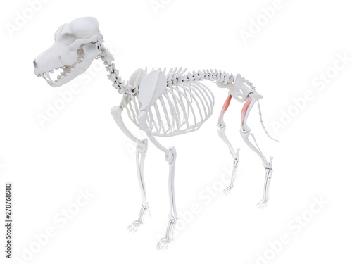 3d rendered illustration of the dog muscle anatomy - vastus medialis