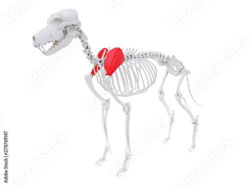 3d rendered anatomy illustration of the dog skeletal anatomy - scapula