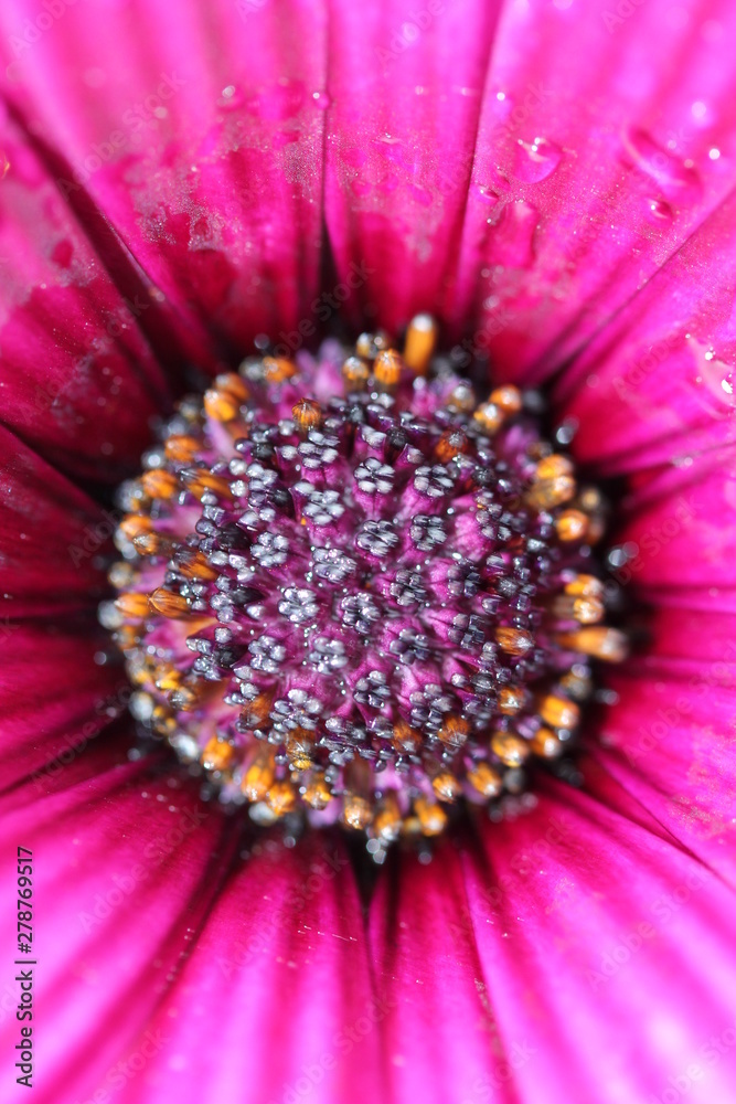 fleur fleur