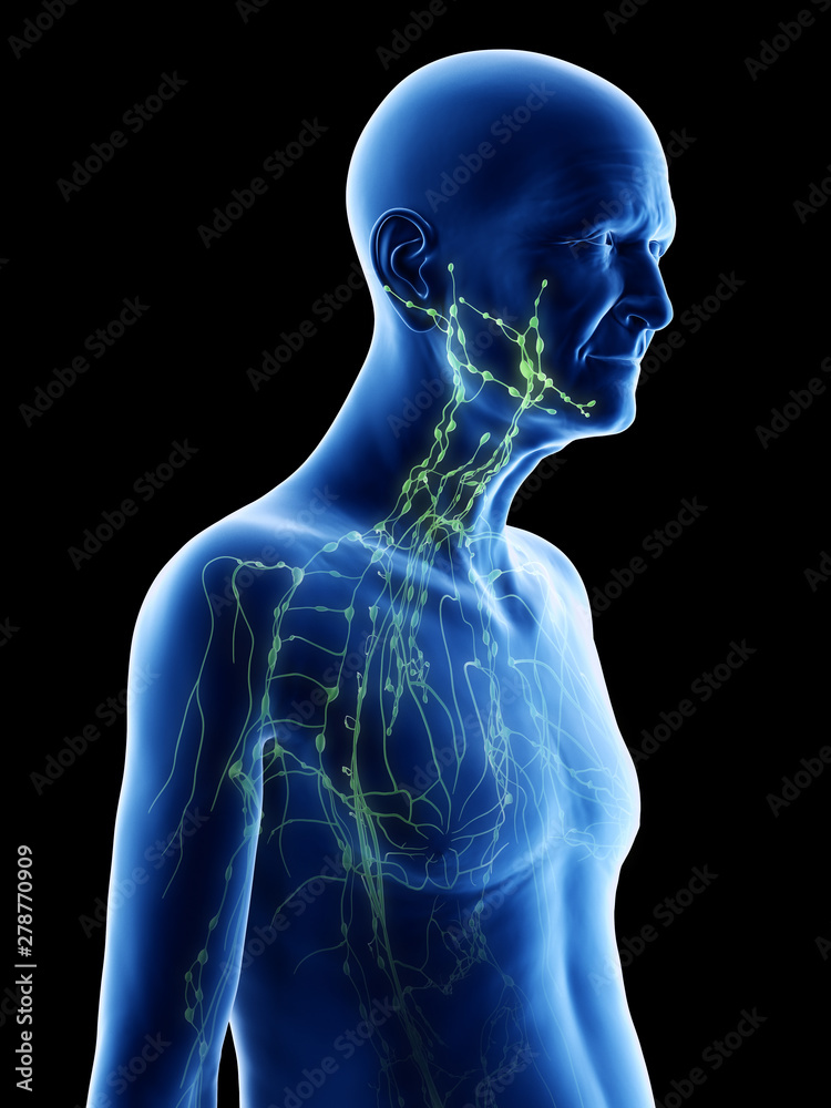3d rendered medically accurate illustration of an old mans lymphatic system 3d rendered medically accurate illustration of an old mans lymphatic system