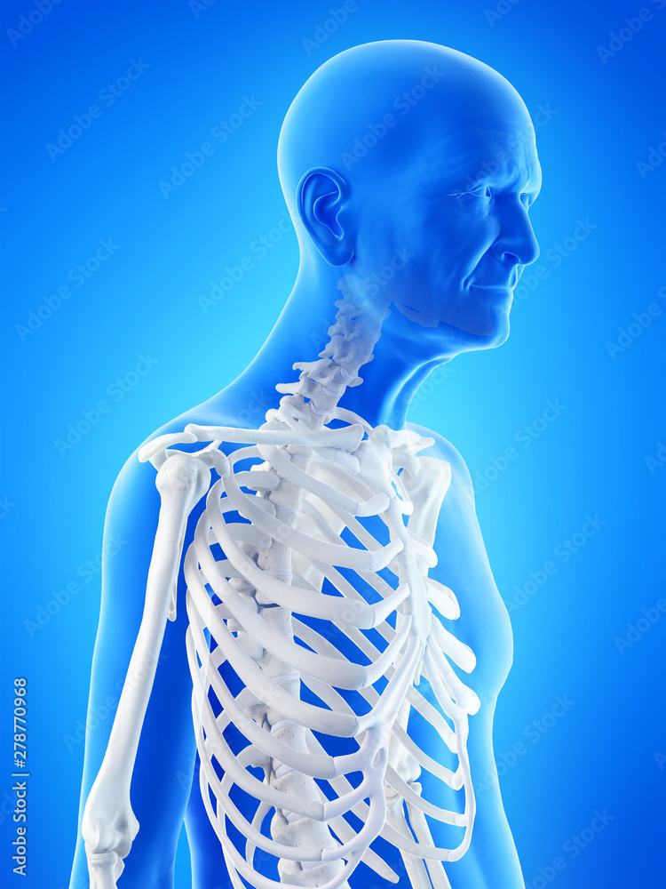 3d rendered medically accurate illustration of an old mans skeleton 3d rendered medically accurate illustration of an old mans skeleton