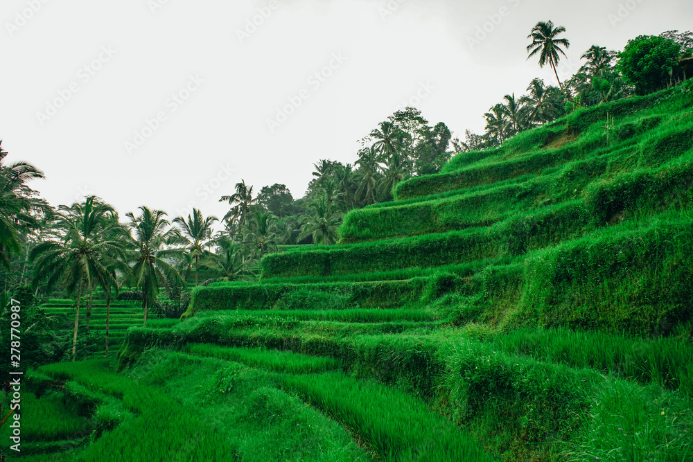 rice terrace fields with young green rice in Bali, Tegalalang, Jatiluwath rice terrace fields with young green rice in Bali, Tegalalang, Jatiluwath