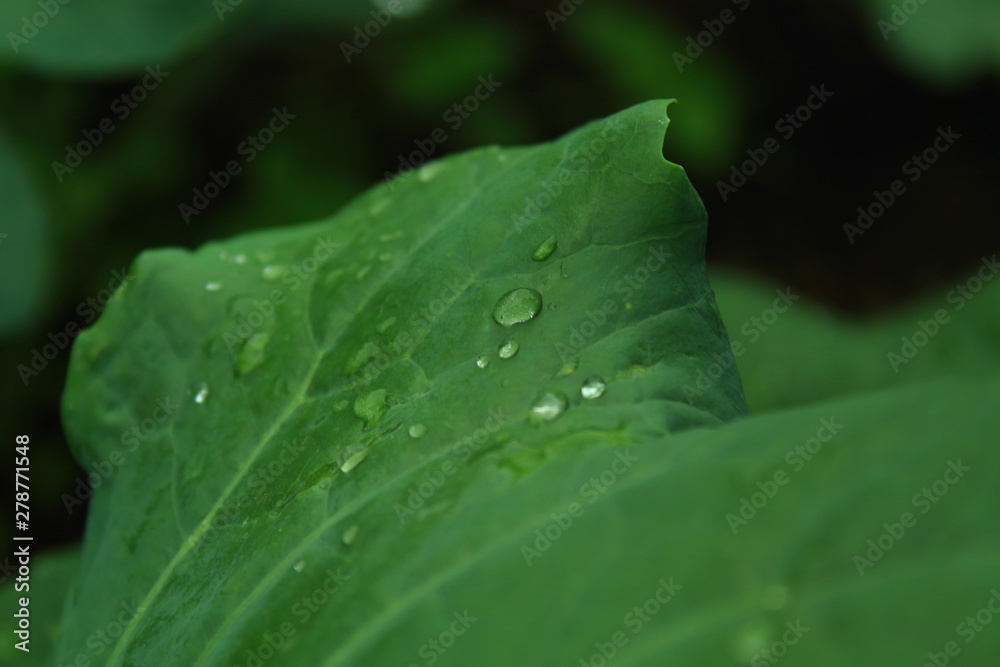 macro photo of drops on the leaf macro photo of drops on the leaf