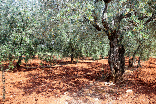 Olive garden and the old olive trees on red soil