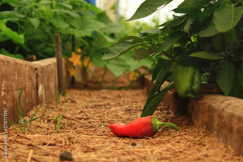 chilli pepper in the garden