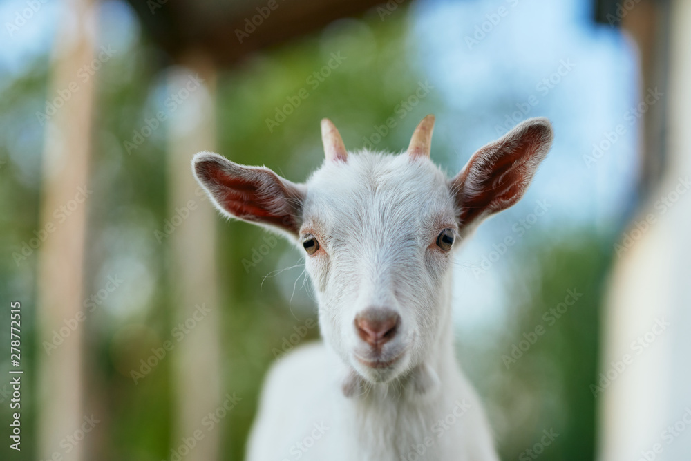 white goat on the meadow white goat on the meadow