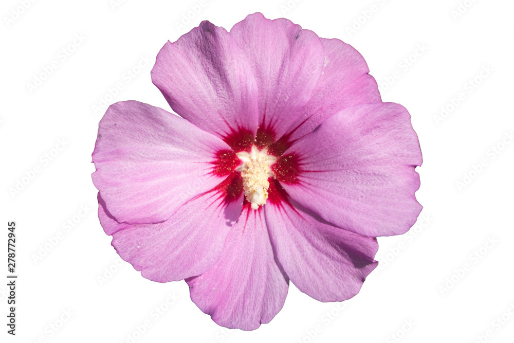 Syrian ketmia pink with deep red centre rose of Sharon 'Hamabo' flower isolated on white Syrian ketmia pink with deep red centre rose of Sharon 'Hamabo' flower isolated on white