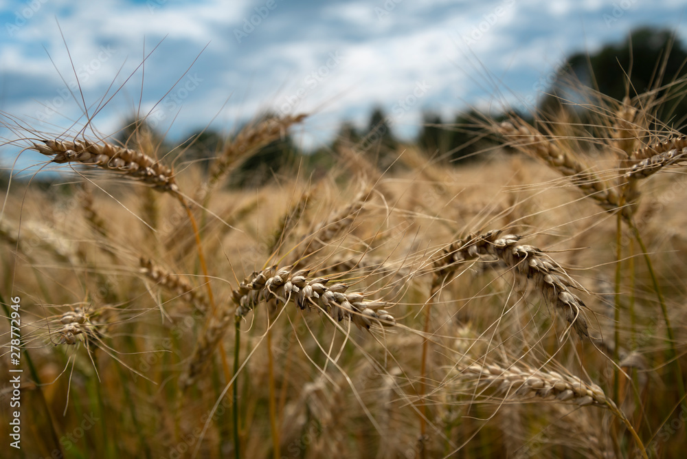 Fototapeta premium Natural wheat field.