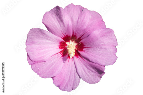 Syrian ketmia pink with deep red centre rose of Sharon 'Hamabo' flower isolated on white