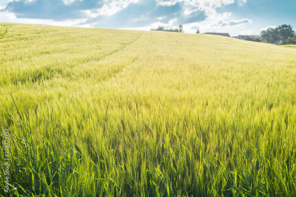 In the fields grows the crop and beautiful wildflowers in a rural landscape.