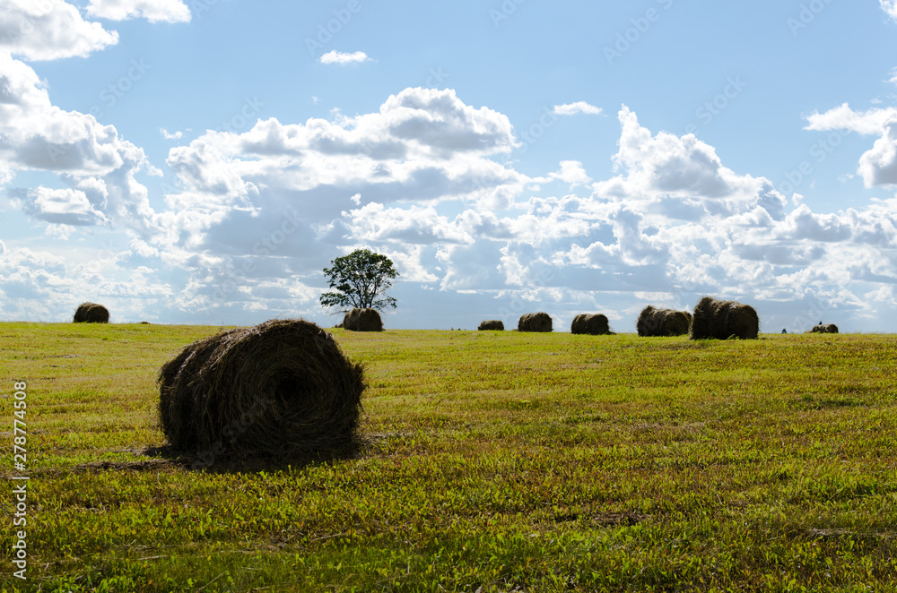 hay rolls in a field