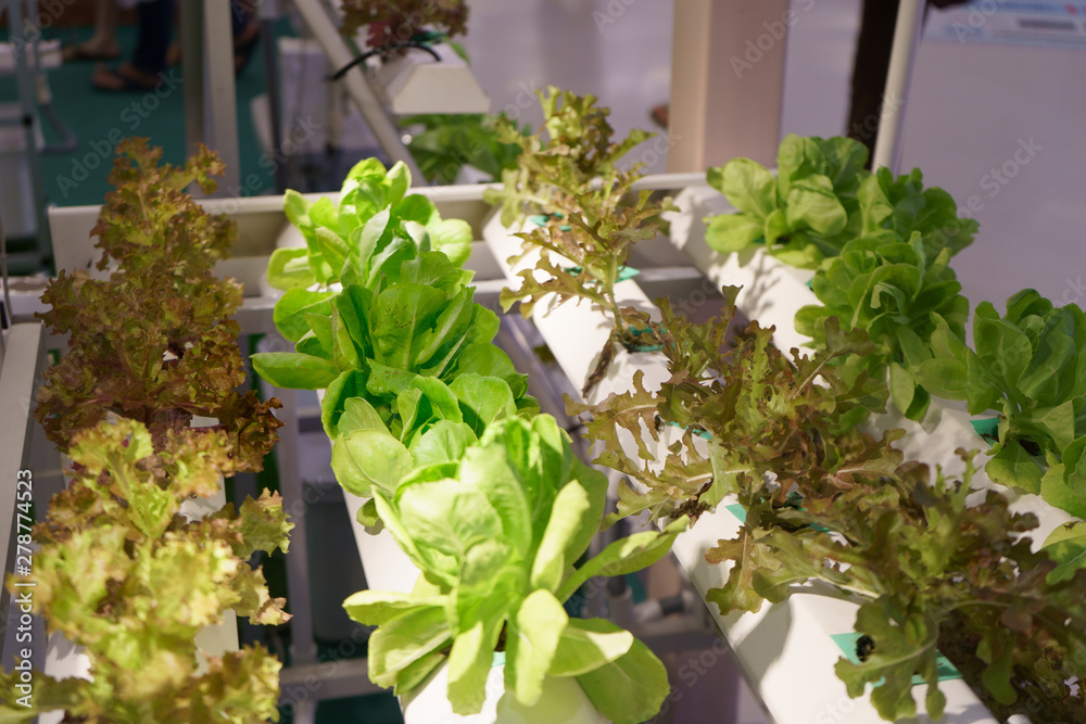 Young and fresh Organic harvested vegetables hydroponic garden