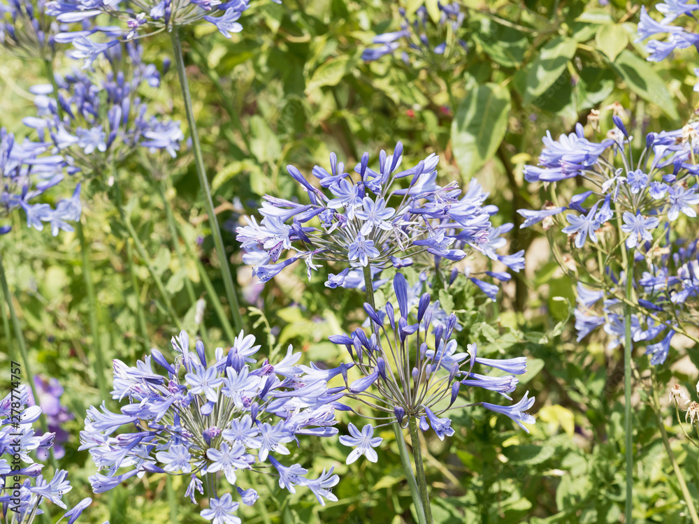 Hampes florales d'agapanthes bleues violettes (Agapanthus praecox) Hampes florales d'agapanthes bleues violettes (Agapanthus praecox)