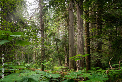 Pine forest on cloudy summer day. Beautiful natural background.