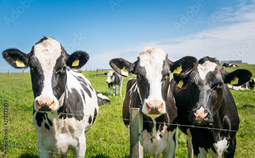 Black and white dairy cows in a fenced field on a clear summer day