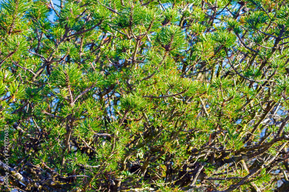 Fototapeta premium Background of green pine branches