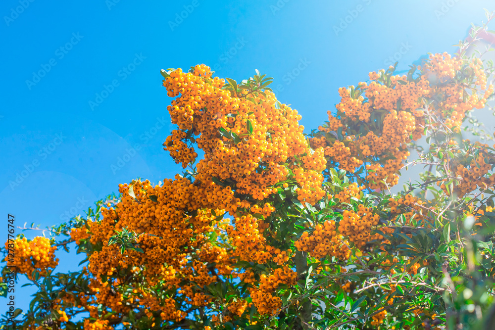 Close up branch of orange sea buckthorn berries against the blue sky with sunlight Close up branch of orange sea buckthorn berries against the blue sky with sunlight